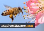 دانستنی‌هایی درباره زنبور عسل