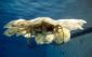 عروس دریایی روباتیک ناظر اقیانوس ها می شود