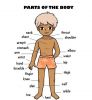 آموزش تصویری انگلیسی-Parts of the body