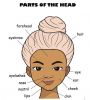 آموزش تصویری انگلیسی-Parts of the head