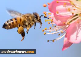 دانستنی‌هایی درباره زنبور عسل
